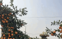 "Con mã" oách nhất Tết 2026: Cảnh tượng khiến 2 triệu người không tin, may mà có camera ghi lại