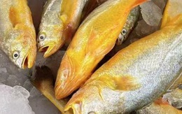 12 loại cá bổ ngang nhân sâm tổ yến, ngọt thịt, ít xương dăm, chợ Việt bán từ 40.000 đồng/kg
