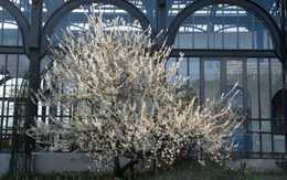 Tin vui cho hàng triệu người đi Sa Pa thời gian này