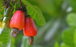 Cuba "mở kho" 2.000ha đất cho DN Việt, hé lộ mục tiêu với mặt hàng mà Việt Nam đang thống lĩnh thế giới