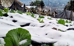 Không phải người cao tuổi, đây mới là nhóm người phải chịu rủi ro âm thầm khi trời rét đậm, rét hại