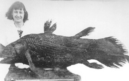 Làm thế nào để hồi sinh một loài được cho là đã tuyệt chủng 66 triệu năm?