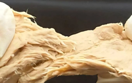 Phát minh của Trung Quốc làm rung chuyển ngành thực phẩm: Chế tạo ra nấm biến đổi gen vị giống thịt, sử dụng ít hơn 70% đất so với chăn nuôi truyền thống