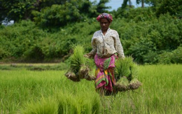 Quốc gia tăng nhập khẩu gạo Việt Nam 20.000% trong năm 2025 lên kế hoạch mua thêm, một đối thủ ngay lập tức 'chốt đơn'