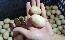 Trứng càng to càng bổ? Chủ tiệm trứng lâu năm tiết lộ: người sành hay chọn loại này vì một lý do ít ai ngờ