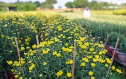 Cúc Đài Loan giá tiền triệu đắt hàng dịp Tết