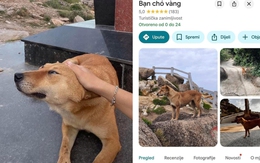 Chú chó vàng được đánh giá 5 sao trên Google Maps vì dẫn đường khách du lịch quá có tâm