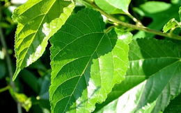 Loại lá "chuyên nuôi sâu" của Việt Nam hóa ra lại là dược liệu vừa hỗ trợ kiểm soát đường huyết, làm sáng da, lại giúp tóc đen khỏe
