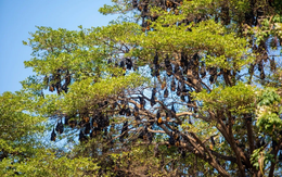 Hàng nghìn sinh vật đu kín ngọn cây ở khu dân cư suốt ngày đêm, người dân thấp thỏm vì 1 nguy cơ tiềm ẩn