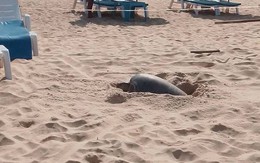 Cả bãi biển sững lại khi sinh vật đẻ một lèo 125 quả trứng, du khách vây quanh xem không rời mắt