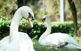 Sau vụ bắt cóc hy hữu, con thiên nga trắng còn lại tại Thảo Cầm Viên trong tình trạng khác lạ khiến nhiều người lo lắng