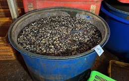 3 tấn thịt ốc bươu được ngâm tẩm hóa chất dùng trong xây dựng, sản xuất xi măng - đang chuẩn bị cung cấp ra thị trường thì bị cơ quan chức năng tóm gọn