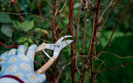 6 loại cây cần được cắt tỉa ngay bây giờ