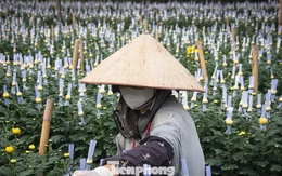 Thủ phủ hoa lớn nhất Hà Nội hối hả vào vụ Tết