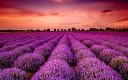 Cổ phiếu một cá mập từ khi lên sàn chỉ biết mỗi "màu tím", Tổng Giám đốc nói gì?