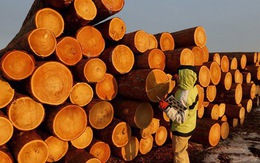 Mỹ chi hơn 9 tỷ USD săn 'cây kim tiền' của Việt Nam: Nhật Bản, Trung Quốc cực ưa chuộng, nước ta là ông trùm đứng thứ 5 thế giới