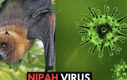 Nóng: Cục Quản lý Khám chữa bệnh (Bộ Y tế) ra thông báo khẩn về virus Nipah