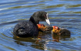 Mang trứng của loài mệnh danh "sản vật tiến Vua" về ấp thử, anh nông dân Bắc Ninh thu lãi tiền tỷ mỗi năm