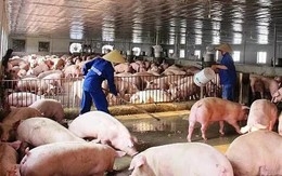 Việt Nam chi gần 2 tỷ USD nhập khẩu thịt