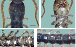 VQG Hoàng Liên – Tà Xùa hé lộ một bí mật mà khoa học chưa từng ghi nhận