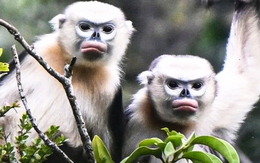 Hình ảnh loài voọc mũi hếch quý hiếm nhất thế giới tại Tuyên Quang