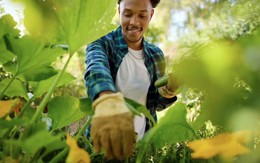 4 loại cây cần được gieo trồng ngay bây giờ