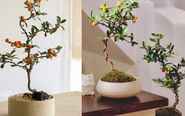 Trend chơi quất dành cho nhà nhỏ - hội chị em nhất định phải update để đón Tết