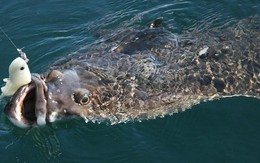 Cậu bé 13 tuổi oằn mình kéo "thủy quái" nặng hơn cả cơ thể giữa biển khơi, khoảnh khắc ai cũng nín thở