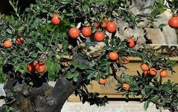 Phát ghen với nhà nào trồng 4 cây này: Hoa thơm quả đẹp, ví như "vàng ròng trời ban"