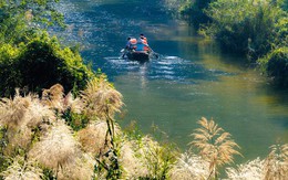 Tràng An say đắm lòng người mùa lau sậy trổ bông