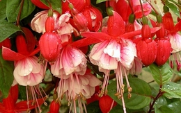 5 loại hoa "khó tính" bậc nhất, trồng 1 lần sợ tới già