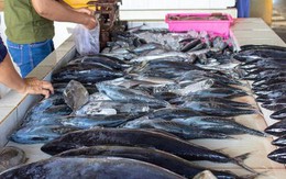 Bảo quản hải sản sai cách dễ gây ngộ độc: FDA cảnh báo 3 loại cá nguy hiểm nhất