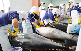 Mỹ siết nhập thủy sản: Điểm mấu chốt doanh nghiệp Việt không thể bỏ qua