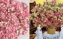 Loài hoa tên nghe bẽn lẽn như gái đôi mươi, nở rộ thành tuyệt phẩm, bền đẹp suốt cả tháng