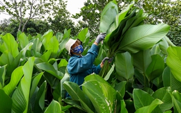 Làng lá dong vào vụ thu hoạch Tết, người trồng 'hái tiền' mỏi tay