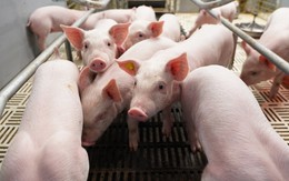 BAF Việt Nam: Cơ hội “đảo chiều” sau chu kỳ biến động Q4/2025 của ngành chăn nuôi