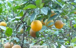Thất thu cam 'tiến vua' vụ Tết