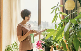 Đừng đặt cây ở 5 vị trí này trong nhà: Tưởng đẹp mà hóa rước họa, nhiều người để rồi mới hối hận