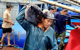 Cá ngừ đại dương trúng mùa, ngư dân Đắk Lắk thu lãi trước Tết