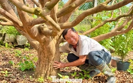 Cận cảnh cụ mai 70 năm độc nhất vô nhị được ‘hét giá’ 3,5 tỷ đồng