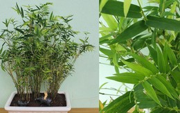 2 loại cây nên trồng trước cửa nhà vào năm mới: "Hút" tài lộc, làm thuốc cho cả gia đình