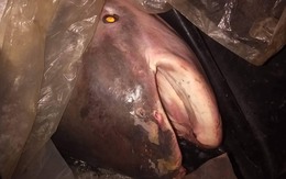 "Quái vật" 230kg trên sông Mê Kông lộ diện, giới khoa học "lo ngại"