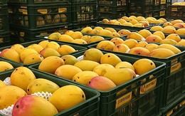 Loại quả của Việt Nam khiến cựu Đại sứ Hoa Kỳ phải khen ngợi 'ngon nhất thế giới': Chiếm 97% thị phần ở Trung Quốc, diện tích trồng hơn 110.000 ha