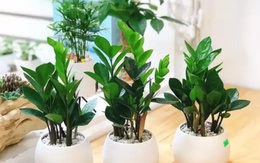 3 loại cây đặt tại phòng khách giúp năm mới Bính Ngọ may mắn, tiền – tài đều có