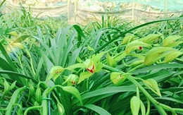 Nông dân vùng cao đưa địa lan Tết xuống núi tránh rét tái tê