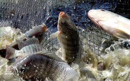 Top 6 loại cá ít thủy ngân bậc nhất