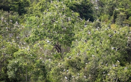 Chim quý tưởng như sắp tuyệt chủng bỗng xuất hiện liên tục, bay cả vào nhà dân: Nhiều người Việt vui mừng