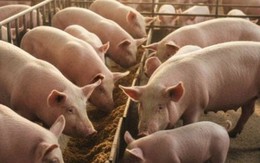 Dự báo về giá heo hơi Tết Bính Ngọ 2026, khó lên tới 80.000 đồng/kg?