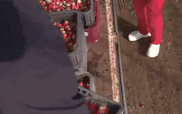 Hàn Quốc ngay lúc này: Cảnh tượng khiến hàng nghìn người đứt ruột tiếc nuối