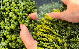 Nghề "nhặt ngọc" dưới làn nước biếc